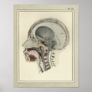 Vintage 1831 Skull Spine Anatomy Print