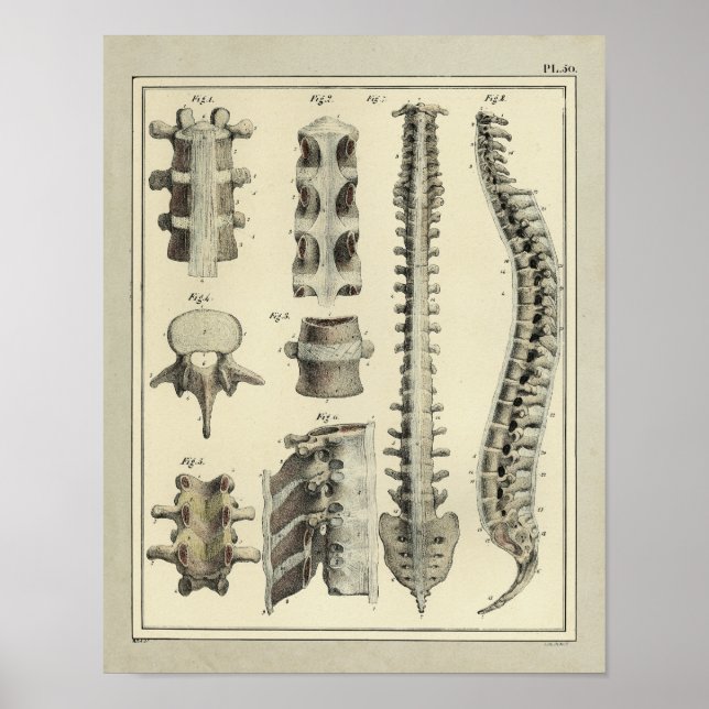 Vintage 1831 Spinal Column Anatomy Print (Front)
