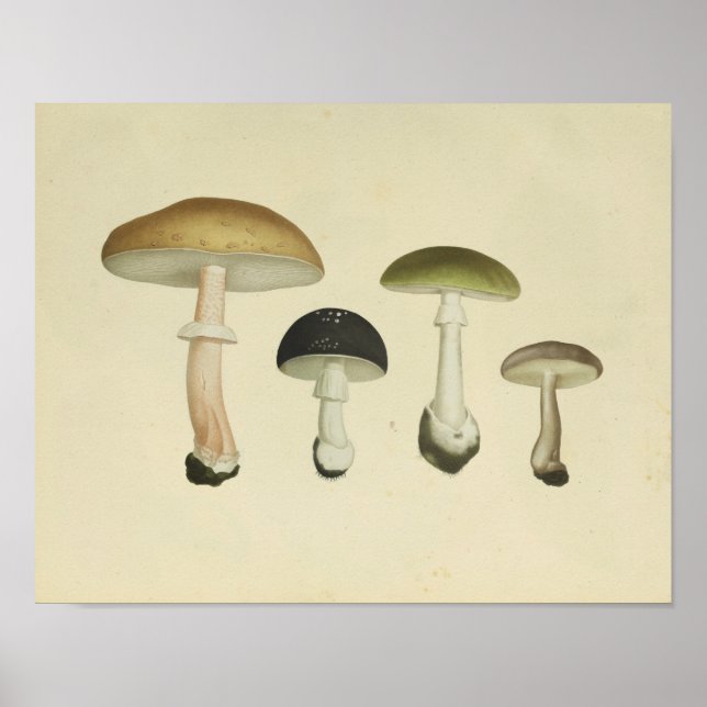 Vintage 1841 Green Brown Mushrooms Art Print (Front)