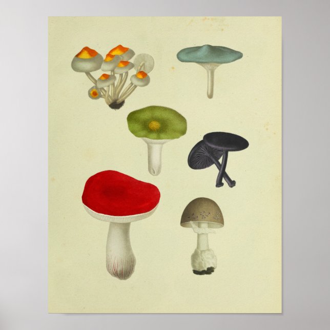 Vintage 1841 Red Green Blue Mushrooms Art Print (Front)