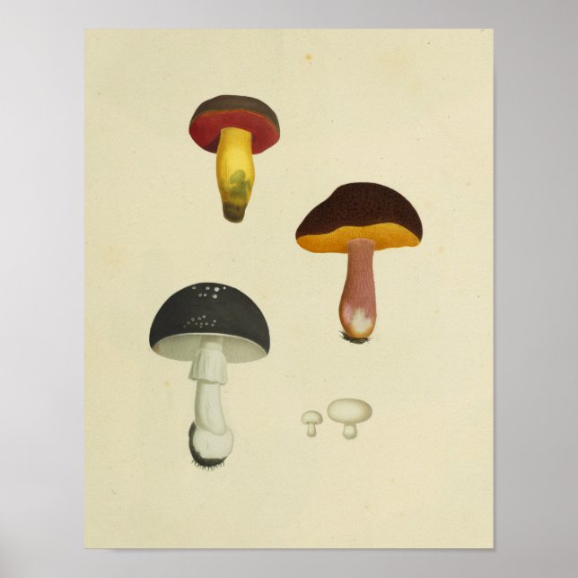 Vintage 1841 Red Yellow Mushrooms Art Print (Front)