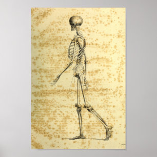 Vintage 1843 Human Skeleton Anatomy Print