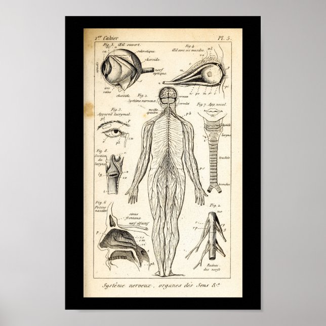 Vintage 1844 Human Nerves Anatomy Print (Front)