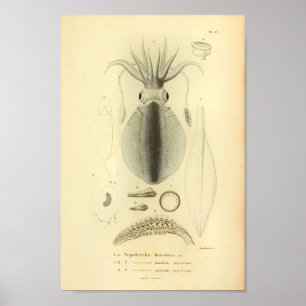 Vintage 1845 Reef Squid Colour Art Print