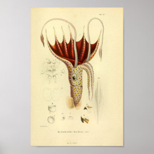 Vintage 1845 Umbrella Squid Colour Art Print