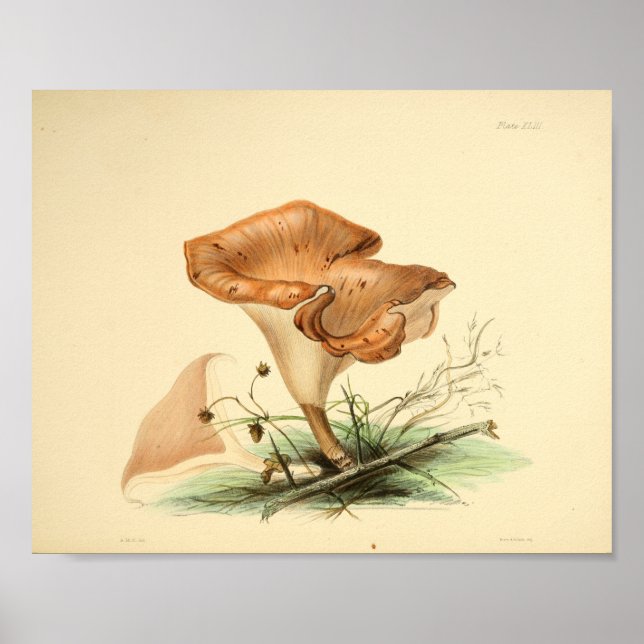 Vintage 1855 Mushrooms Brown Cap Art Print (Front)