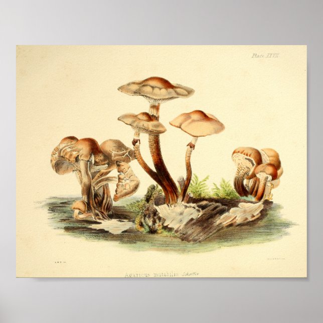 Vintage 1855 Mushrooms Brown Cap Art Print (Front)