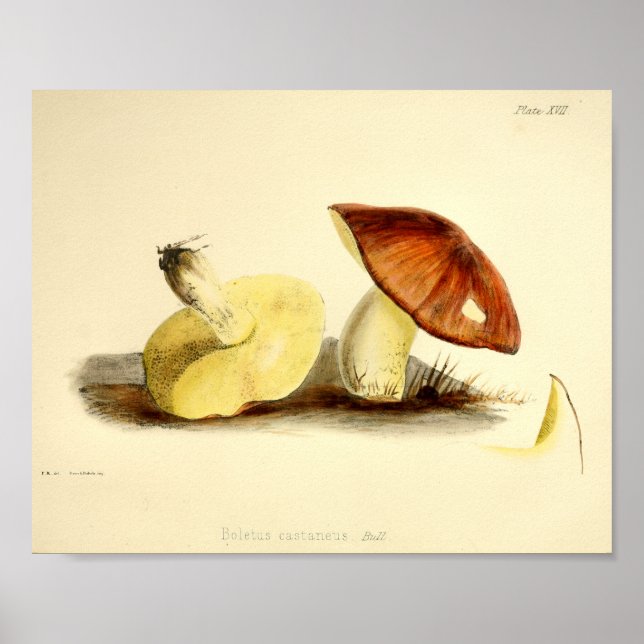 Vintage 1855 Mushrooms Brown Cap Art Print (Front)