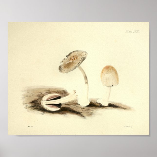 Vintage 1855 Mushrooms Brown White Art Print (Front)