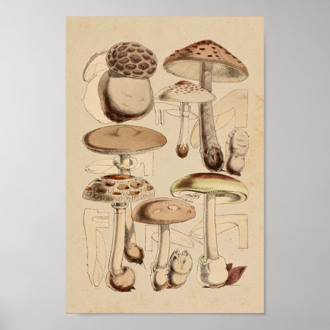 Vintage 1860 Mushrooms Varieties Brown Art Print (Front)