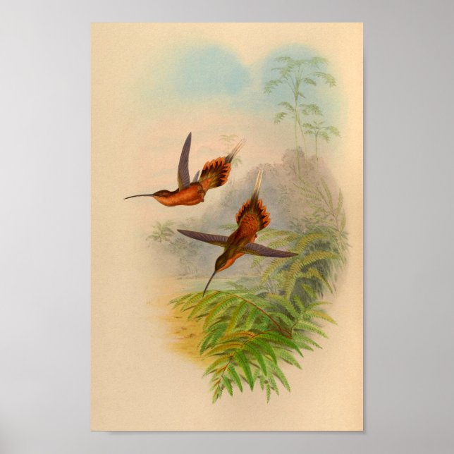 Vintage 1861 Hermit Hummingbird Print (Front)