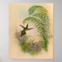 Vintage 1861 Hermit Hummingbird Print