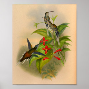 Vintage 1861 Hermit Hummingbird Print
