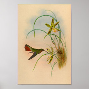Vintage 1861 Hermit Hummingbird Print