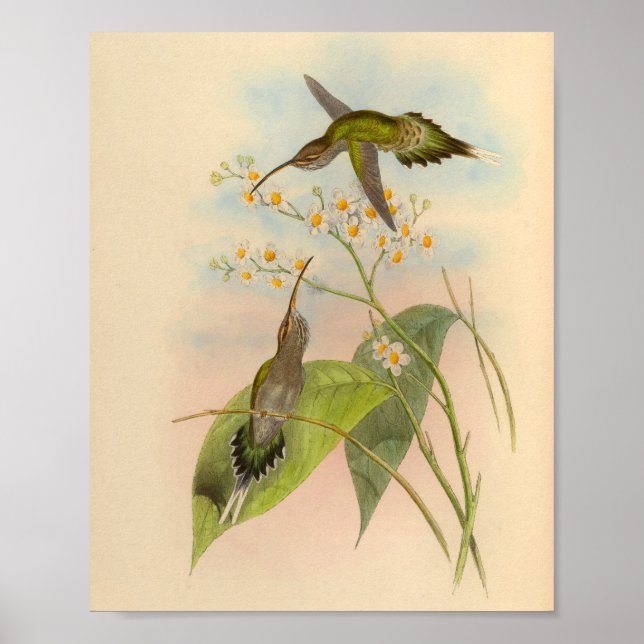 Vintage 1861 Hermit Hummingbird Print (Front)