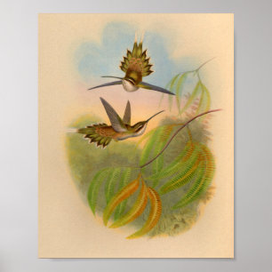 Vintage 1861 Hermit Hummingbird Print