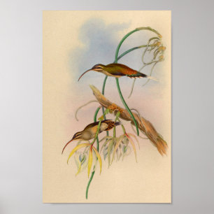 Vintage 1861 Hummingbird Print Flowers