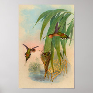 Vintage 1861 Hummingbird Print Nest Trees