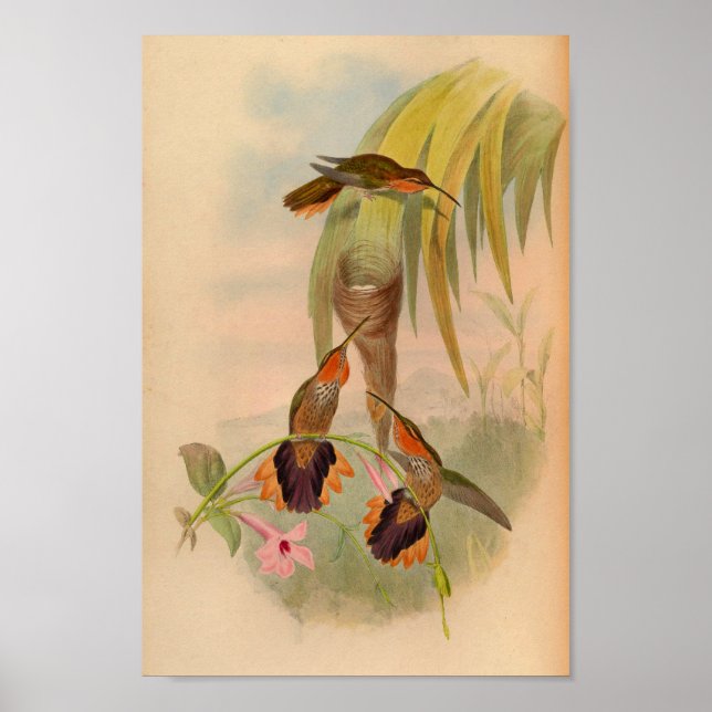 Vintage 1861 Hummingbird Print Saw Billed (Front)