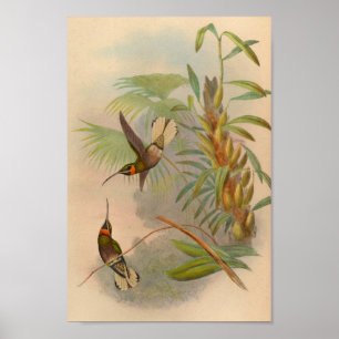 Vintage 1861 White-tailed Hummingbird Print