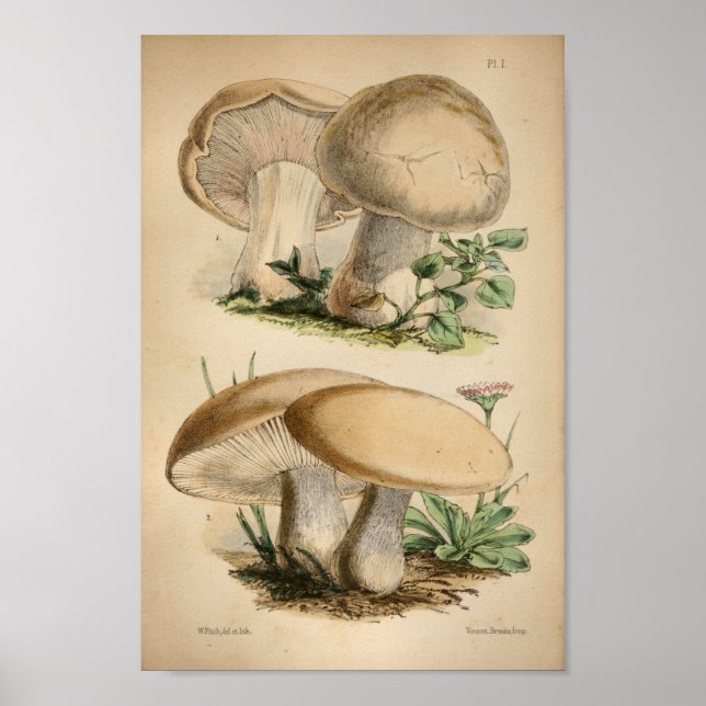 Vintage 1863 Common White Mushrooms Art Print (Front)