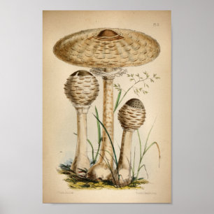 Vintage 1863 Common White Mushrooms Art Print