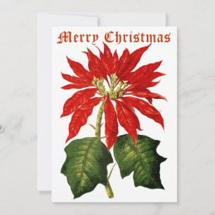 Vintage 1867 Poinsettia Christmas Holiday Card
