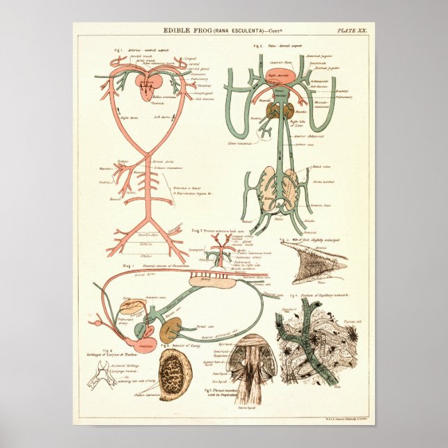 Vintage 1881 Frog Biology Anatomy Print (Front)