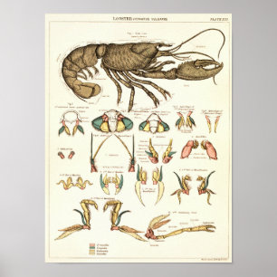Vintage 1881 Lobster Biology Anatomy Print