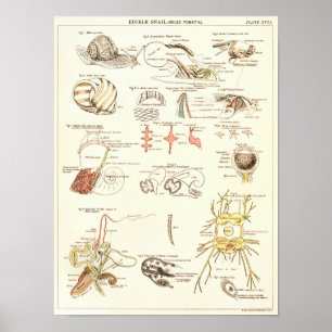 Vintage 1881 Snail Biology Anatomy Print