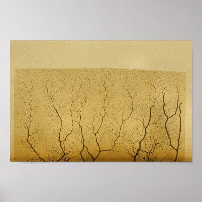 Vintage 1886 Central Nervous System Nerves Poster (Front)