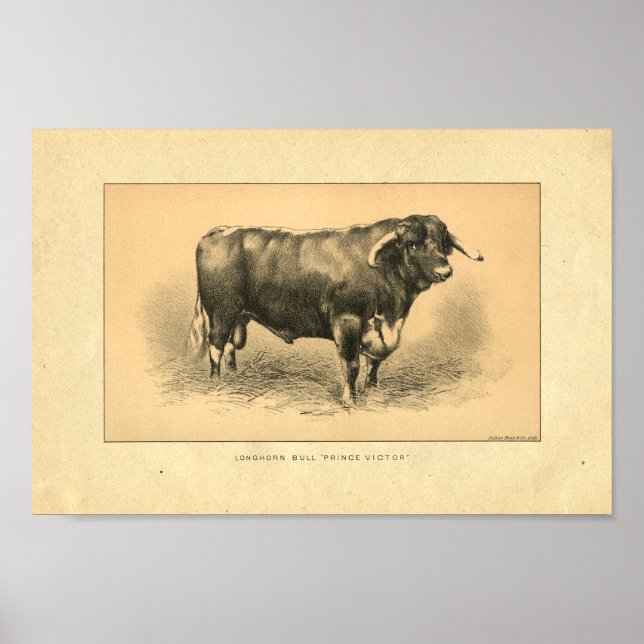 Vintage 1888 Bull Print (Front)
