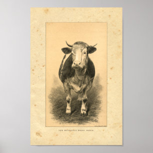Vintage 1888 Cow Print