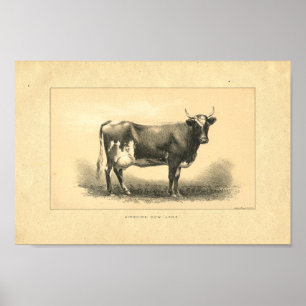 Vintage 1888 Cow Print