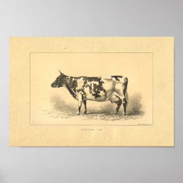 Vintage 1888 Cow Print (Front)