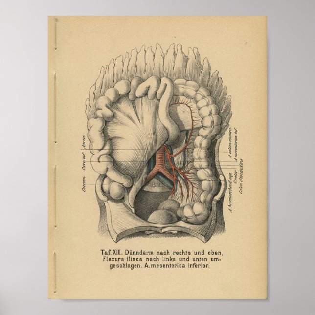 Vintage 1888 German Anatomy Print Abdomen (Front)