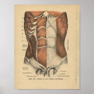 Vintage 1888 German Anatomy Print Abdomen Muscles