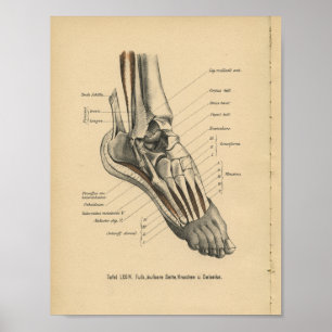Vintage 1888 German Anatomy Print Ankle Foot