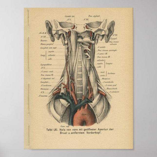 Vintage 1888 German Anatomy Print Aortic Arch (Front)