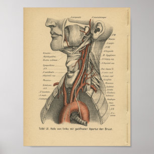 Vintage 1888 German Anatomy Print Aortic Arch