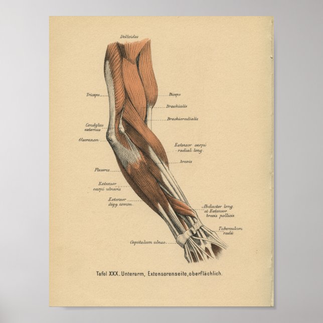 Vintage 1888 German Anatomy Print Arm Muscles (Front)