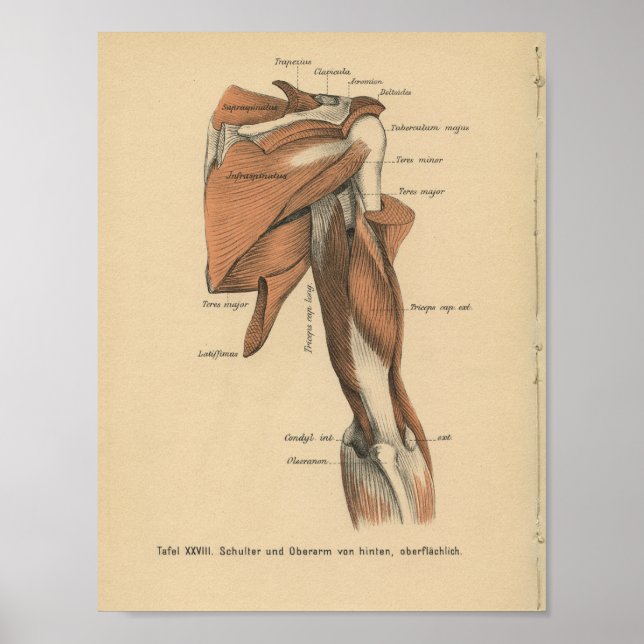 Vintage 1888 German Anatomy Print Arm Muscles (Front)