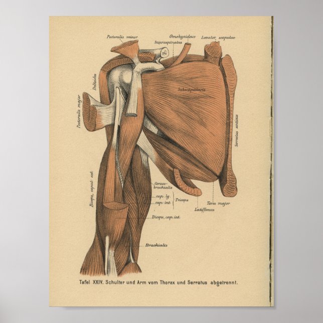 Vintage 1888 German Anatomy Print Arm Muscles (Front)