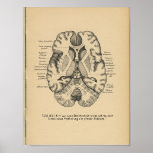 Vintage 1888 German Anatomy Print Brain