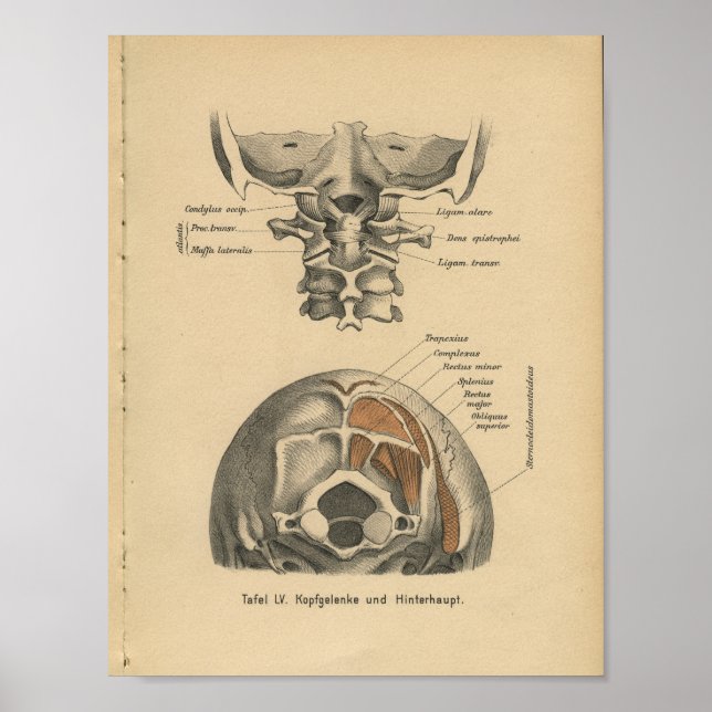Vintage 1888 German Anatomy Print Cervical Spine (Front)
