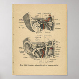 Vintage 1888 German Anatomy Print Ear
