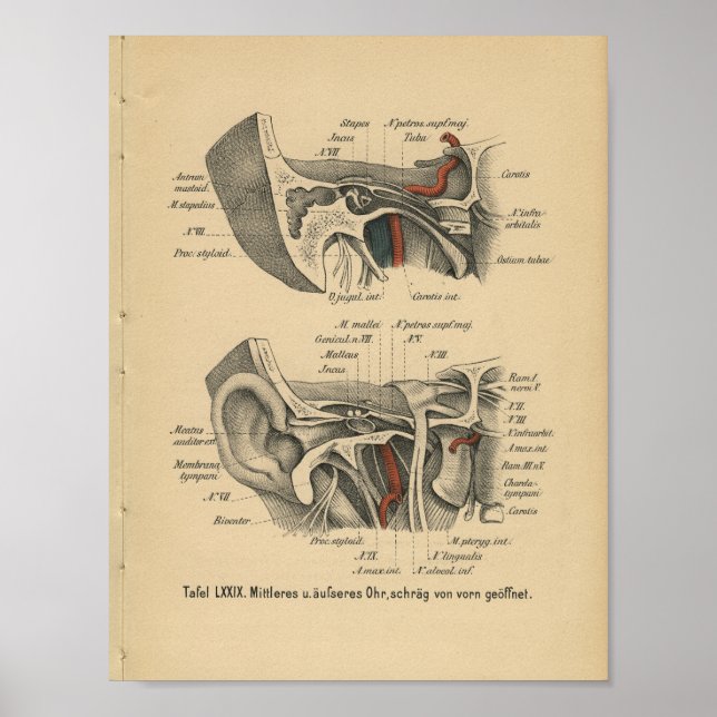 Vintage 1888 German Anatomy Print Ear (Front)