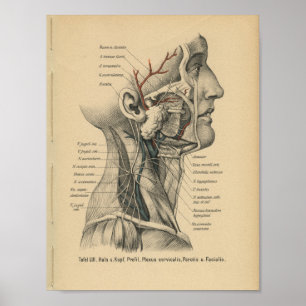 Vintage 1888 German Anatomy Print Head Neck