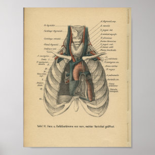 Vintage 1888 German Anatomy Print Heart