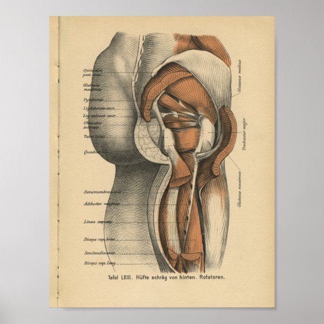 Vintage 1888 German Anatomy Print Hip Muscles (Front)